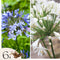 Plant in a Box - Agapanthus - Mix van 6 - Afrikaanse lelie - Wortelstokken - Bloeiende plant