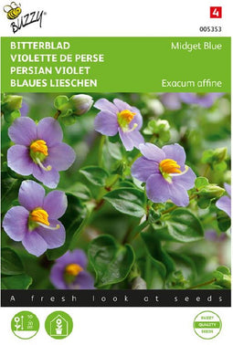 Bitterblad Midget Blue (Exacum affine)