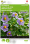 Bitterblad Midget Blue (Exacum affine)