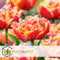 Plant in a Box - Tulipa Brisbane - Bloem bollen x20 - Tulp - Roze - Tulpen uit Holland