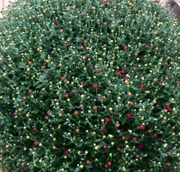 Bol Chrystant mega 80 cm