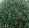 Bol Chrystant mega 80 cm