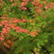Plant in a Box - Acer palmatum 'Moonrise' - Japanse esdoorn Winterhard - Pot 19cm - Hoogte 40-50cm