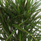 Dracaena Marginata ↨ 100cm - hoge kwaliteit planten