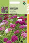 2 stuks Hortitops Dianthus Barbatus Enkelbloemig Gemengd