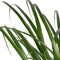 Decorum Beaucarnea Recht met Elho brussels black – ↨ 70cm – ⌀ 21cm