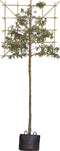 Portugese laurier leiboom 200 cm | Prunus lusitanica 6-10 cm 200 cm| Bomenbezorgd.nl