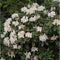 Rhododendron Cunninghams White | Rhododendron 'Cunningham's White | Bomenbezorgd.nl