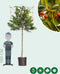 Leihulst 150 cm | Ilex 'Nellie R. Stevens' 6-10 cm 150 cm| Bomenbezorgd.nl