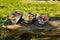 Black+Blum RVS Vershoudbakjes Set - Mix (S/M/L)