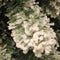 Black Box Trees Millington Kunstkerstboom - H185 cm - frosted green