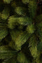 Black Box Trees Nagoya Kunstkerstboom - H210 x Ø115 cm - Groen