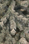 Black Box Trees Springdale Kunstkerstboom - H215 cm - Wit