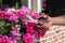 BLACK+DECKER Bloemenschaar - Multifunctionele Tuinschaar - Snijblad van Staal - Kunststof Handvat - Bloemensnijder en Snoeischaar - Zwart/Oranje