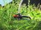 BLACK+DECKER GL8033-QS Grastrimmer - 800W - 33cm - gesnoerd