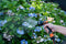 BLACK+DECKER Sproeikop - 8 Standen - Universeel - Zwart/ Oranje