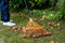 BLACK+DECKER Tuinhark BXGTTO7001 - 164 x 60 x 3 CM - Bladhark met Comfortabele Handgreep - Terugverende Hark - Oranje/Zwart