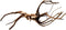 Black spiderwood large