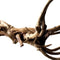 Black spiderwood large