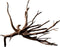 Black spiderwood medium