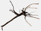 Black spiderwood medium