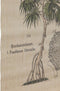 Blad 50 x 2 x 70 cm Palmboom