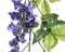Blauwe regen/wisteria - kunsttak - kunstplanten - slinger 150 cm - Kunstplanten/kunsttakken