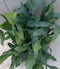 Blauwvaren Phlebodium in mandje 30 cm