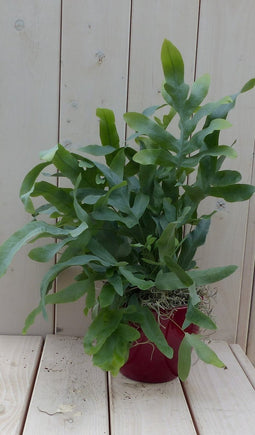 Blauwvaren Phlebodium in rode pot 30 cm