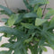 Blauwvaren Phlebodium in rode pot 30 cm
