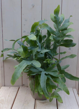 Blauwvaren Phlebodium in taupe pot 30 cm