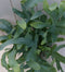 Blauwvaren Phlebodium in taupe pot 30 cm