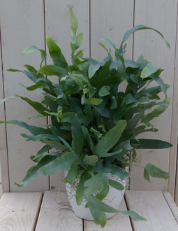 Blauwvaren Phlebodium in witte pot 30 cm