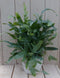 Blauwvaren Phlebodium in witte pot 30 cm