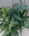 Blauwvaren Phlebodium in witte pot 30 cm