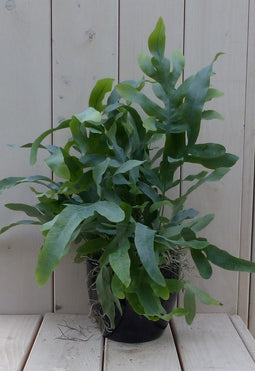 Blauwvaren Phlebodium in zwarte/antraciete pot 30 cm