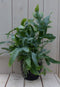 Blauwvaren Phlebodium in zwarte/antraciete pot 30 cm