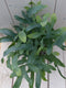Blauwvaren Phlebodium in zwarte/antraciete pot 30 cm