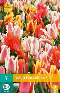 JUB - Tulipa Fun Colours, 5 bloembollen