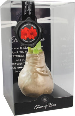 Bloembol Rode Amaryllis Wax kaarsvet Gloss Goud cadeauverpakking 'P...