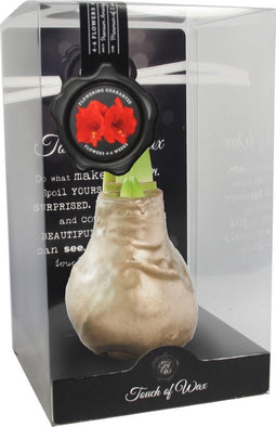 Bloembol Rode Amaryllis Wax kaarsvet Gloss Goud cadeauverpakking 'Z...