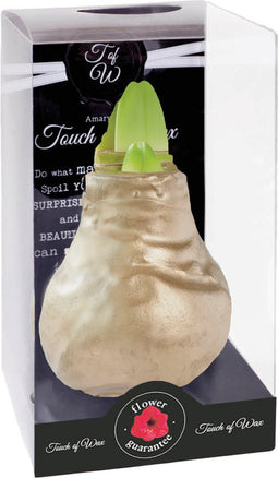 Bloembol Rode Amaryllis Wax kaarsvet Gloss Goud Maat S Kebol