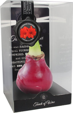 Bloembol Rode Amaryllis Wax kaarsvet Gloss Rood Maat S II Kebol