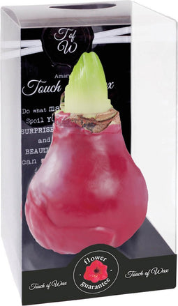 Bloembol Rode Amaryllis Wax kaarsvet Gloss Rood Maat S Kebol