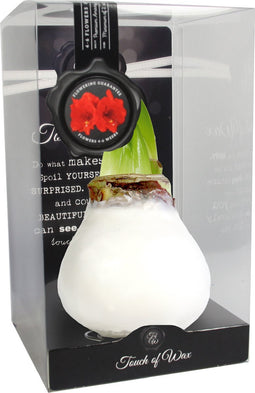 Bloembol Rode Amaryllis Wax kaarsvet Gloss Wit cadeauverpakking 'Pl...