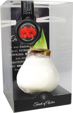 Bloembol Rode Amaryllis Wax kaarsvet Gloss Wit Maat S II Kebol