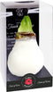 Bloembol Rode Amaryllis Wax kaarsvet Gloss Wit Maat S Kebol