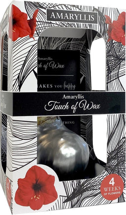 Bloembol Rode Amaryllis Wax kaarsvet Gloss Zilver cadeauverpakking...