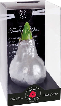 Bloembol Rode Amaryllis Wax kaarsvet Gloss Zilver Maat S II Kebol