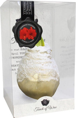 Bloembol Rode Amaryllis Wax kaarsvet Snow Goud cadeauverpakking 'Zw...